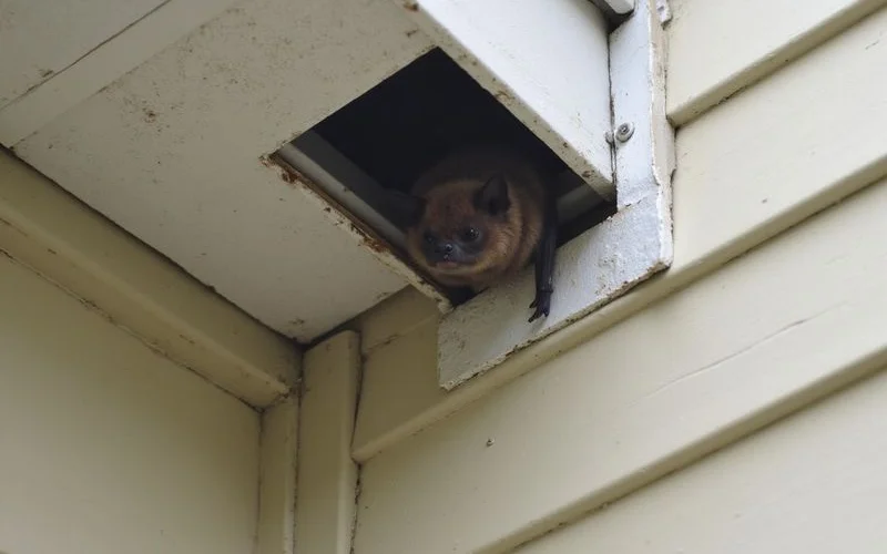 One way bat exclusion device installed over gable vent opening on Westchester home allowing bats to exit during nightly foraging but preventing re-entry