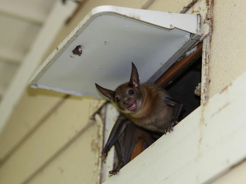 Wildlife Control service by Pristine Pest - Image 2